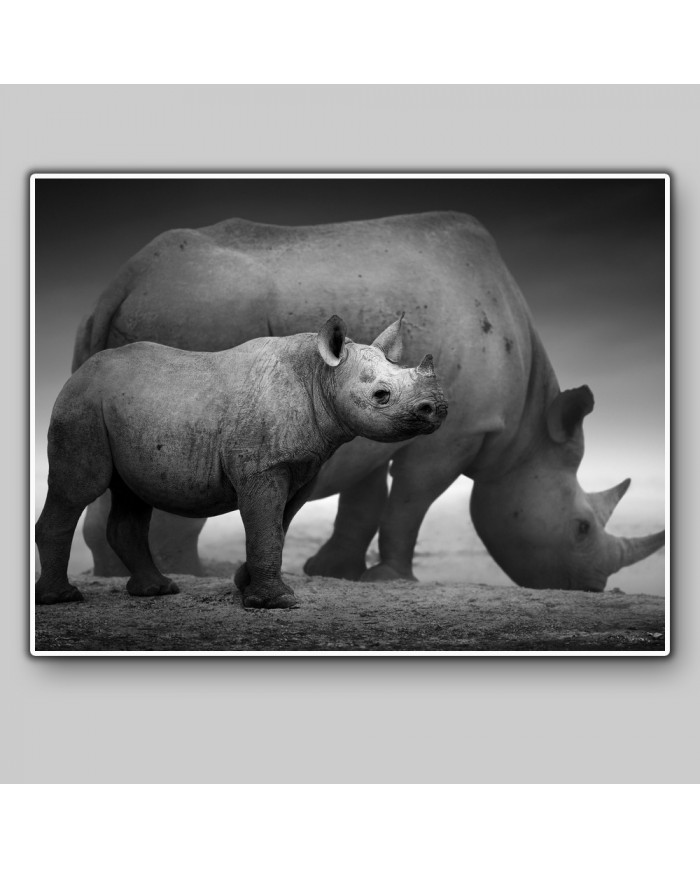 Rinocerontes, Parque Nacional Etosha, Namibia