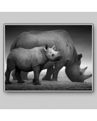 Rinocerontes, Parque Nacional Etosha, Namibia