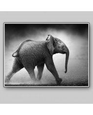 Bebé elefante , Parque Nacional Moremi, Botswana