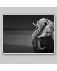 El beso de los elefantes, Parque Nacional Moremi, Botswana