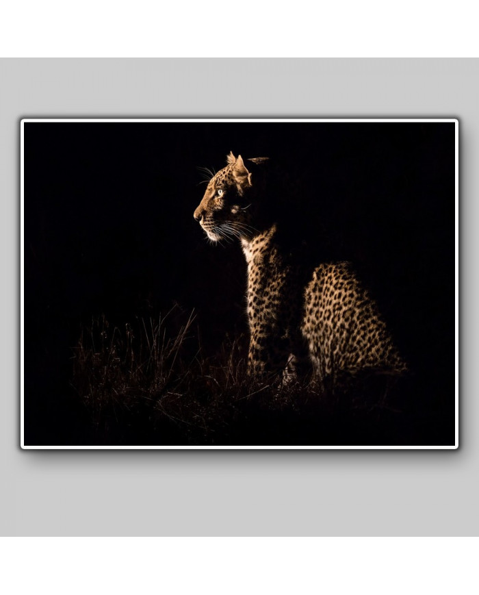 Leopardo sentado esperando a su presa