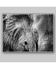 Retrato de un elefante