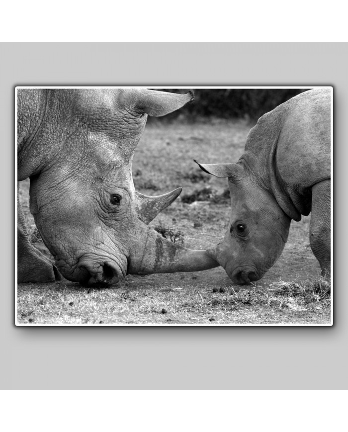 Rinoceronte hembra con su bebé, Parque Nacional Ngorongoro, Tanzania
