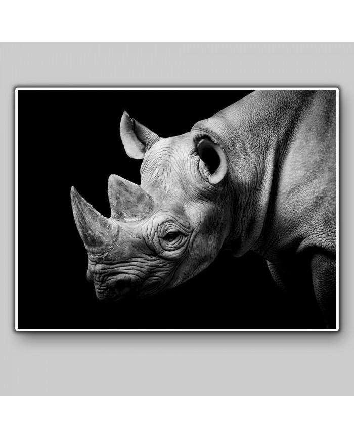 Retrato de un rinoceronte