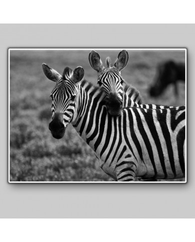 La caricia de la cebra, Serengeti, Tanzania, Africa La caricia de la cebra, Serengeti, Tanzania, Africa