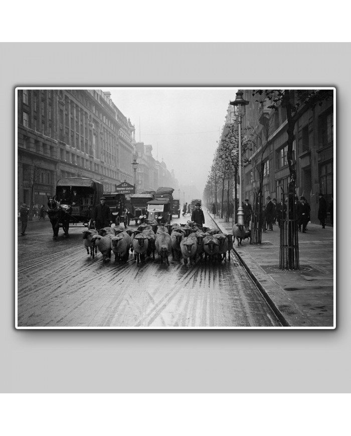 Rebaño de ovejas en Kingsway, Londres, 1926