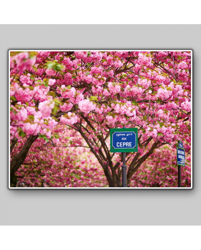 Calle de París en primavera