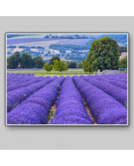 Prados de lavanda, Provenza, Francia