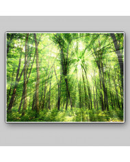 Luz entre árboles, Filipinas