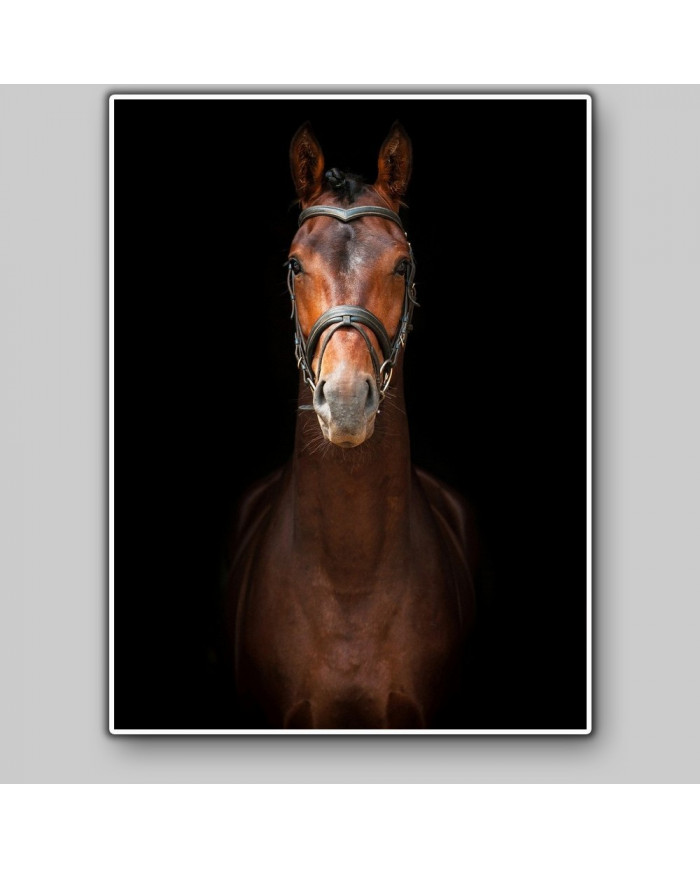 Retrato de un semental andaluz, Sevilla