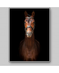 Retrato de un semental andaluz, Sevilla