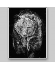 Oso pardo, Alaska, USA