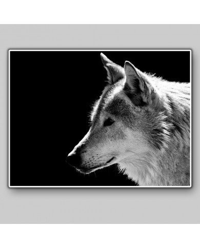 Retrato de un lobo, Parque Nacional Mercantour, Francia Retrato de un lobo, Parque Nacional Mercantour, Francia