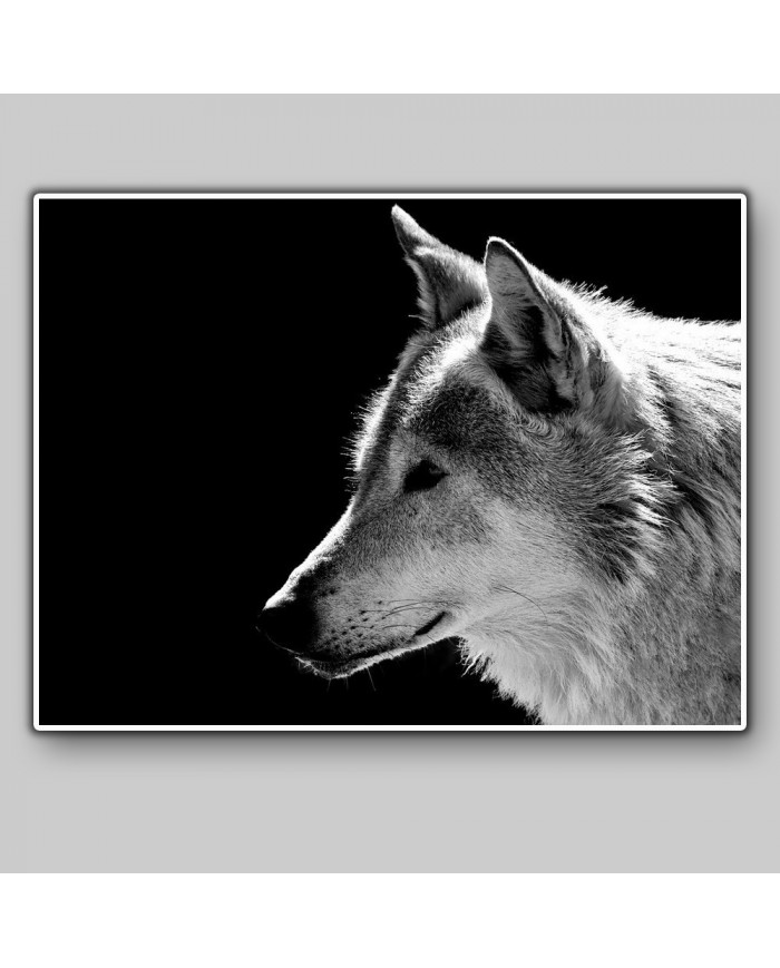 Retrato de un lobo, Parque Nacional Mercantour, Francia