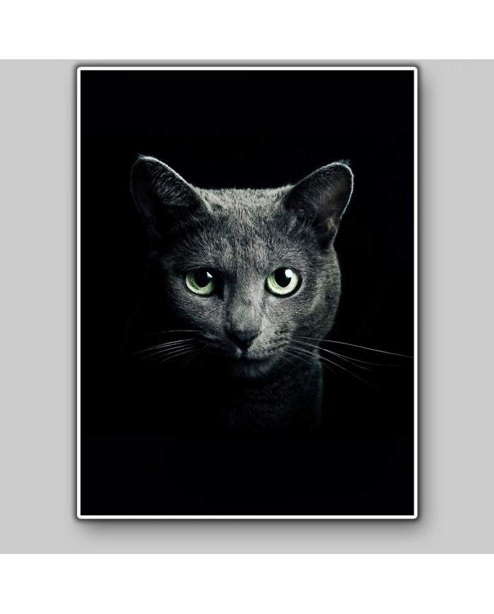 Retrato de un gato
