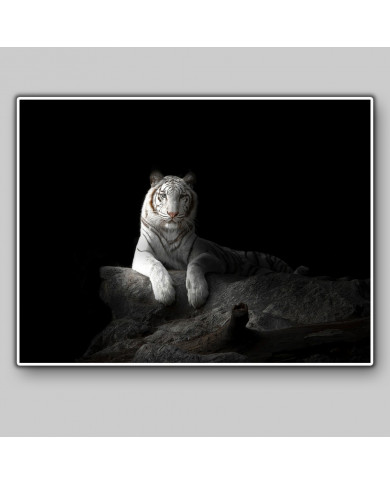 Tigre blanco de Bengala Tigre blanco de Bengala