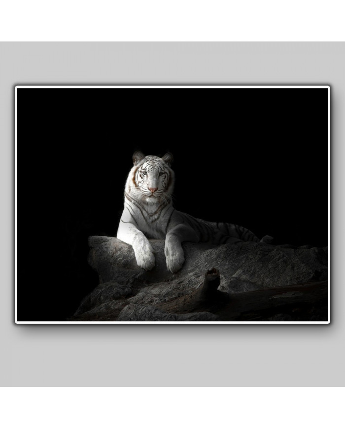 Tigre blanco de Bengala