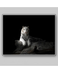 Tigre blanco de Bengala