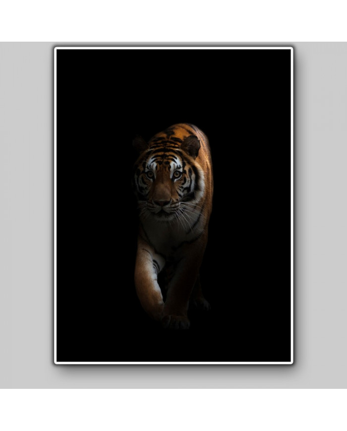 Tigre en la oscuridad