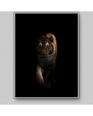 Tigre en la oscuridad
