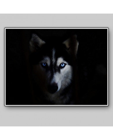 Husky Siberiano Husky Siberiano