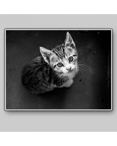 Gatito Gatito