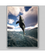 Defín en el mediterráneo