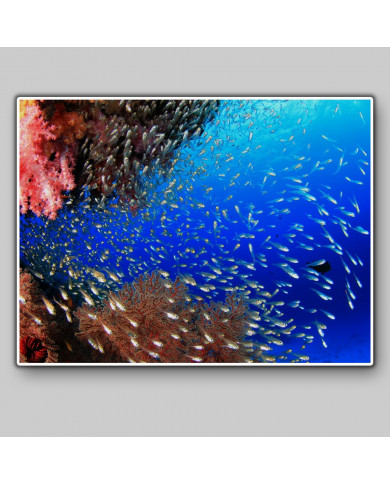 Coral, Caribe Coral, Caribe
