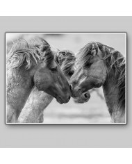 Caballos en lucha II