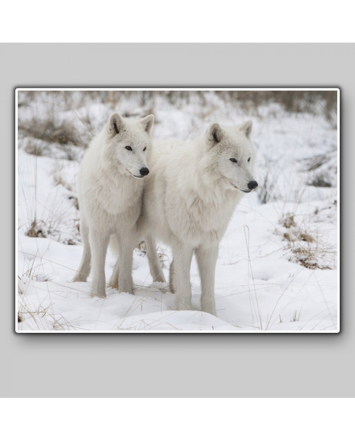 Lobos blancos del Ártico