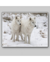 Lobos blancos del Ártico