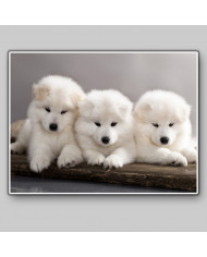 Cachorros samoyedos