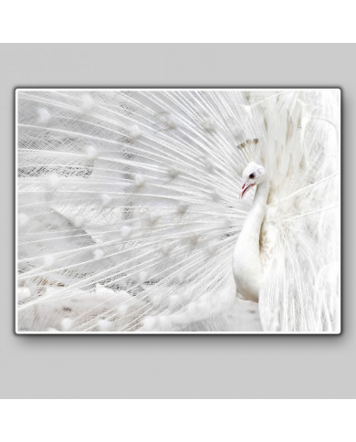 Pavo real blanco Pavo real blanco
