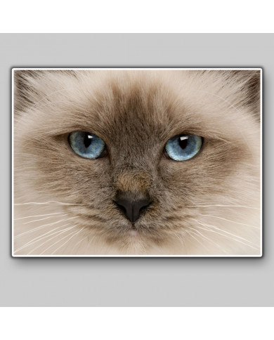 Gato birmano Gato birmano