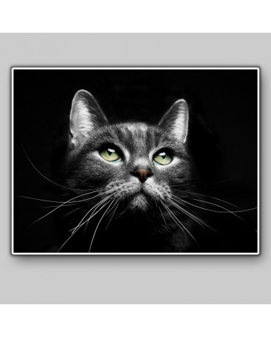 La mirada del gato La mirada del gato