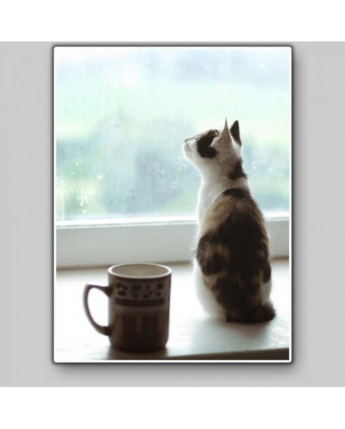 La mirada del gato II