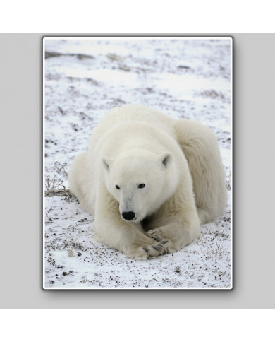 Oso polar Oso polar