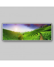 Plantaciones de té, China