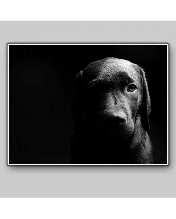 Retrato de un labrador
