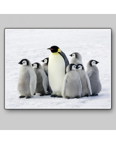 Piguino emperador con sus crías, Antártida