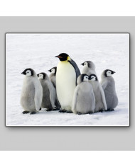 Piguino emperador con sus crías, Antártida