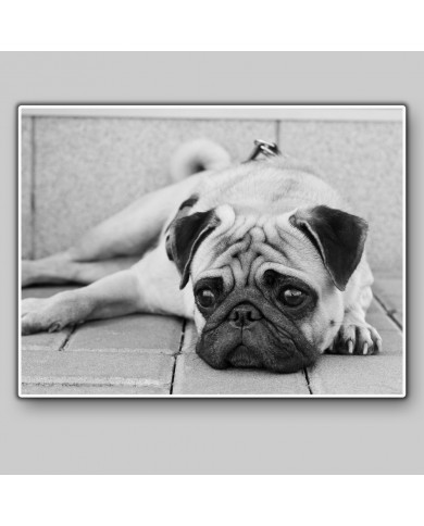 Pug dog Pug dog