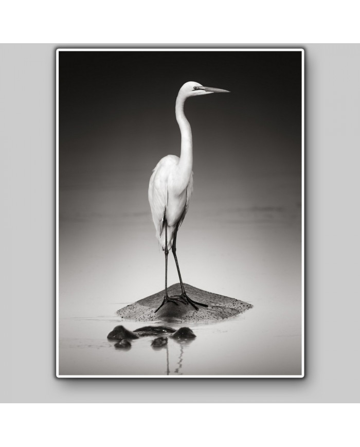 Gran garza blanca sobre un hipopótamo, Parque Nacional Etosha, Namibia