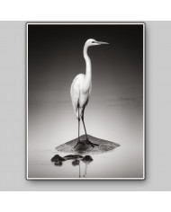 Gran garza blanca sobre un hipopótamo, Parque Nacional Etosha, Namibia
