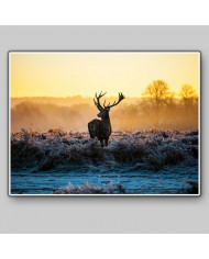 Ciervo rojo, Parque Nacional Thy, Dinamarca