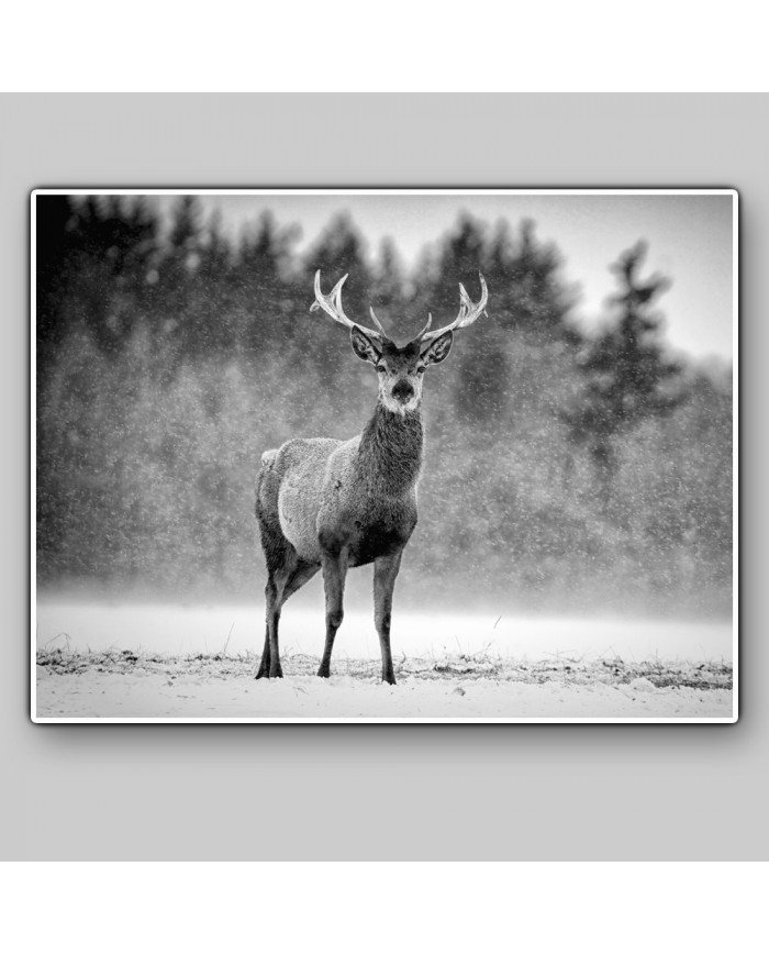 Ciervo Rojo bajo la nieve, Escocia, UK