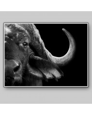 Retrato de un búfalo africano, Parque Nacional del Serengueti, Tanzania