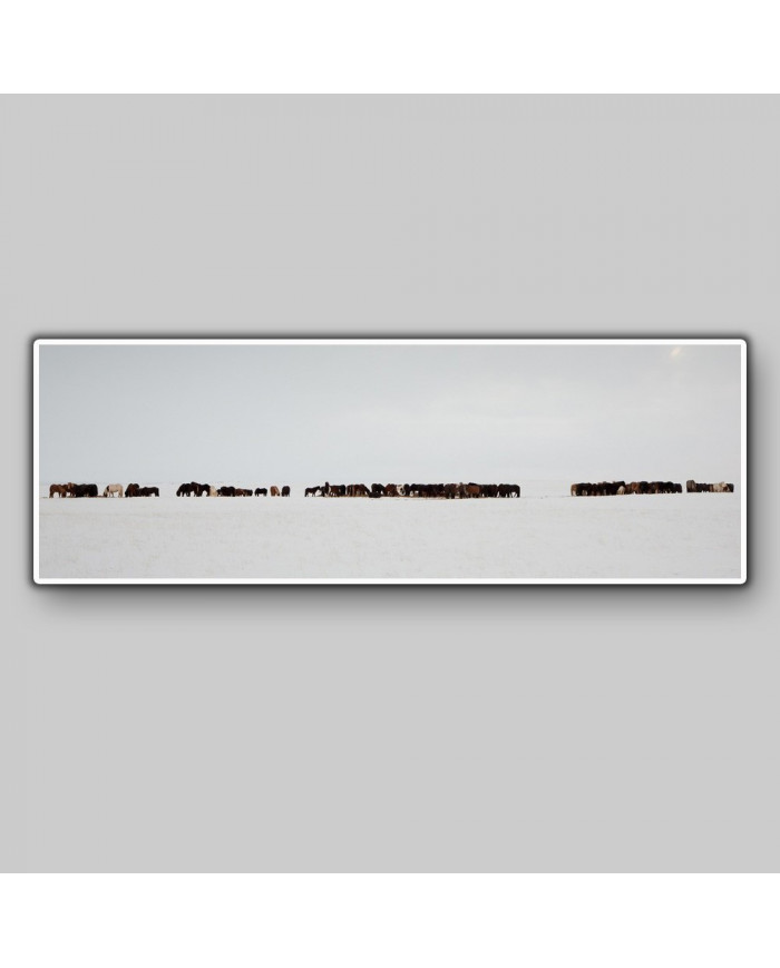 Vista panorámica, caballos, Islandia