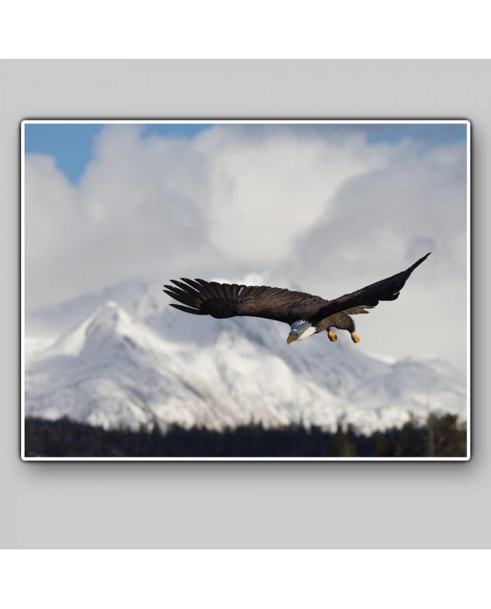 Aguila blanca, Homer Alaska