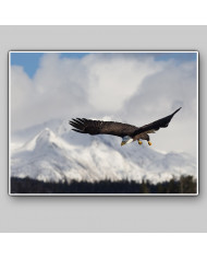 Aguila blanca, Homer Alaska